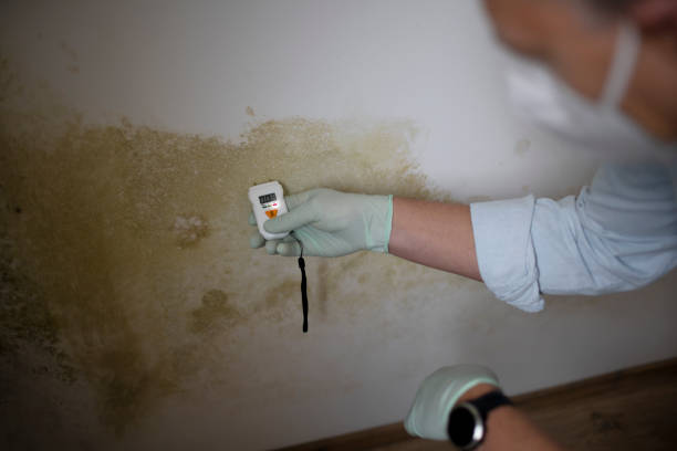 Why You Should Choose Our Mold Remediation Services in Lake Tansi, TN